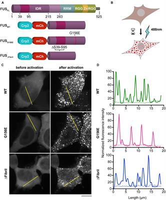 Aberrant Phase Separation of FUS Leads to Lysosome Sequestering and Acidification